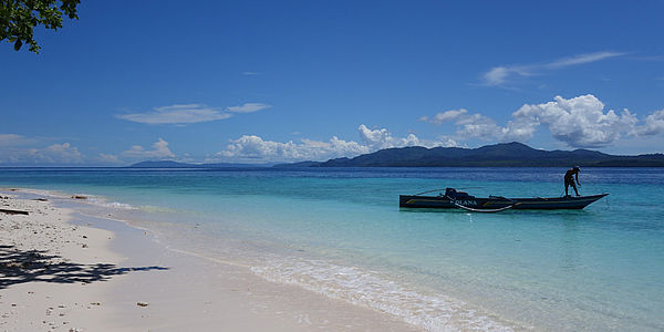 Tropenfieber   Quer Accf